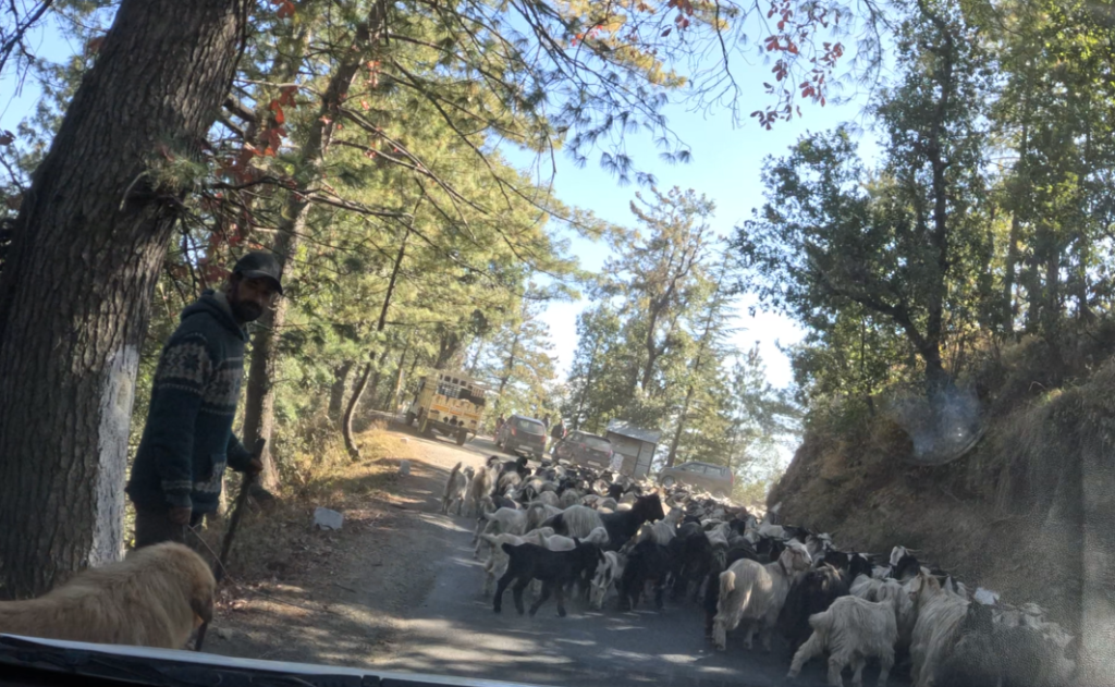 Visit to Kali Tibba Chail - Gaddi Sheeps